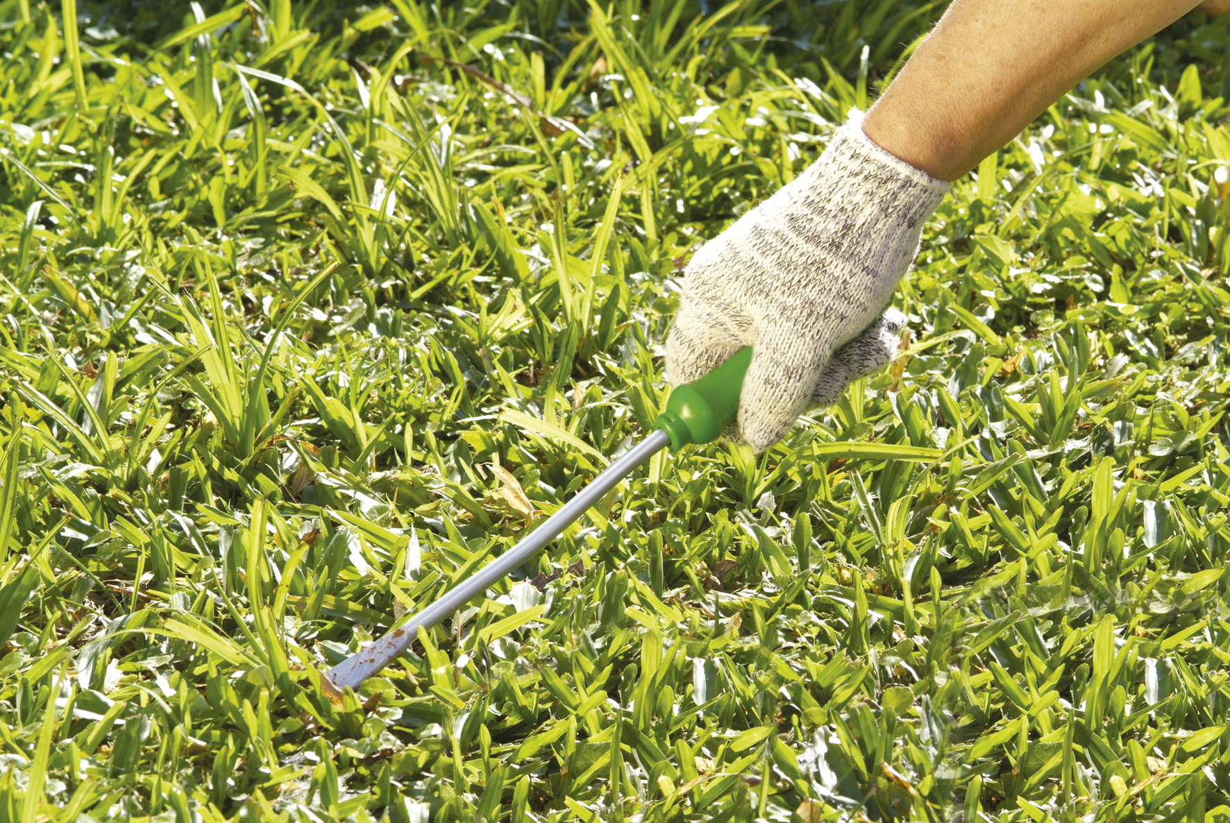 8 maneiras de eliminar as ervas daninhas do seu jardim - Trapp