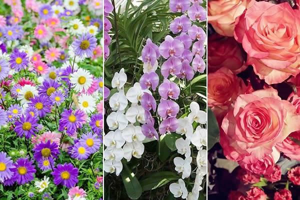 10 flores coloridas para um jardim de verão - Trapp