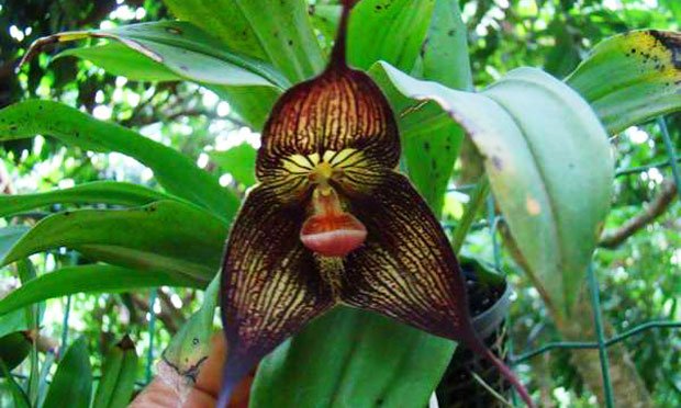 Orquídeas: principais espécies e segredos para cuidar das flores e montar  um orquidário - Trapp