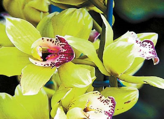As 5 flores mais caras do mundo - Trapp