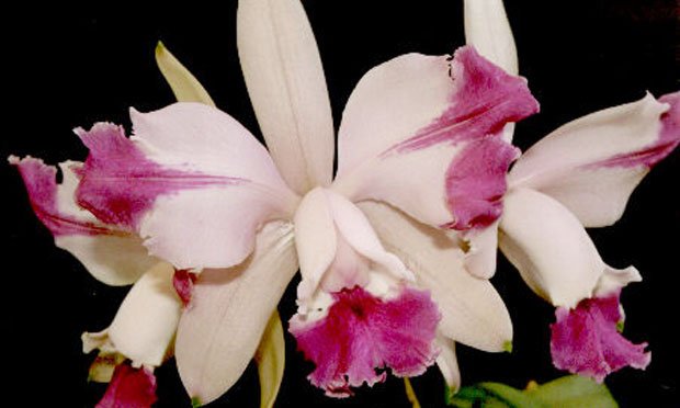 Orquídeas: principais espécies e segredos para cuidar das flores e montar  um orquidário - Trapp