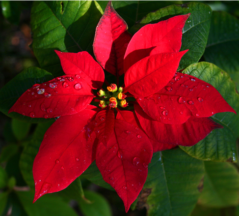 Poinsétia: a flor símbolo do Natal - Trapp