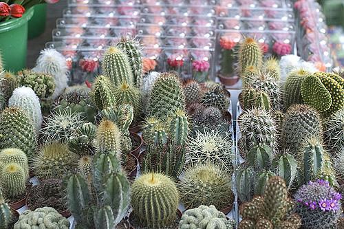 Mudas de cactos - Foto de Cactus