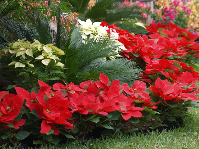 Como cultivar uma flor do Natal no jardim ou em casa - Trapp