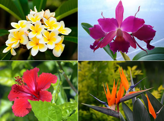 Como cultivar plantas e flores tropicais no seu jardim - Trapp