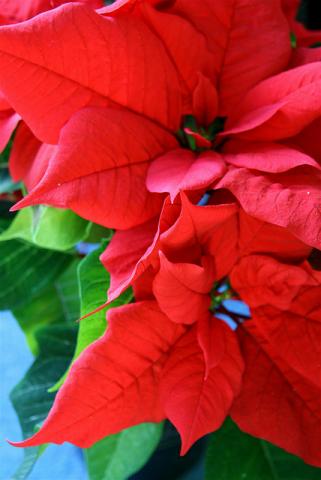 Principais cuidados a ter com uma flor do Natal - Trapp Principais cuidados a ter com uma flor do Natal - Trapp