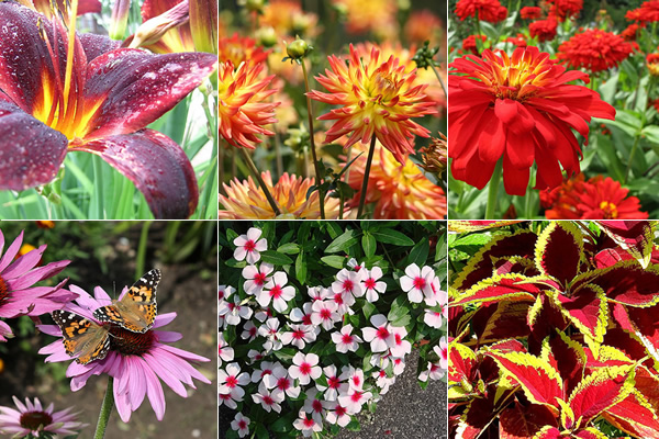 8 flores para plantar no jardim para o Verão - Trapp