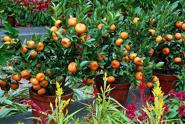arvore frutifera Antes de tudo, é importante entender as vantagens de cultivar árvores frutíferas em casa. Primeiramente, elas ajudam a reduzir o custo com frutas, além de serem uma ótima maneira de consumir produtos livres de agrotóxicos. Árvores frutíferas em casa também melhoram a qualidade do ar e trazem mais vida para o ambiente, seja em um quintal, varanda ou até mesmo dentro de apartamentos.