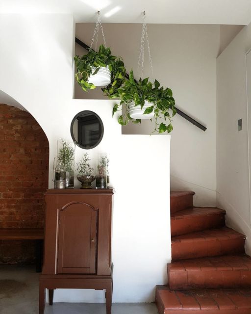 Resultado de imagem para jiboia decoração