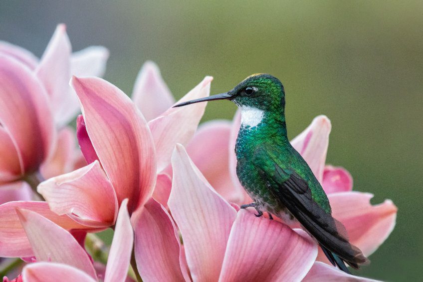 Quanto Tempo Os Beija-Flores Vivem Sem Comida? – IQDW