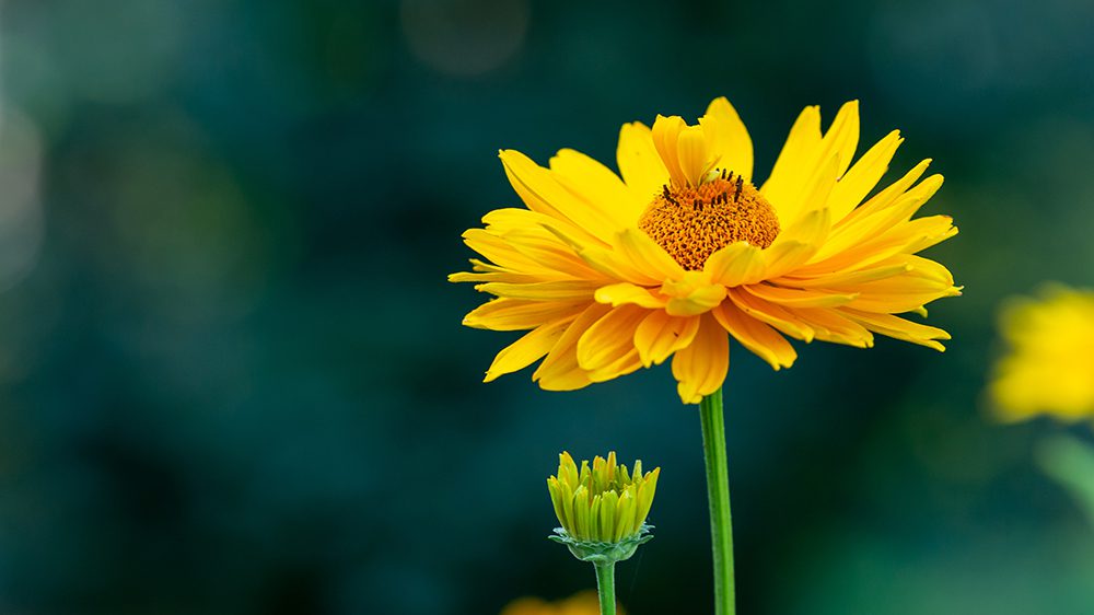 O que as Flores Comunicam? - Trapp Clube da Jardinagem