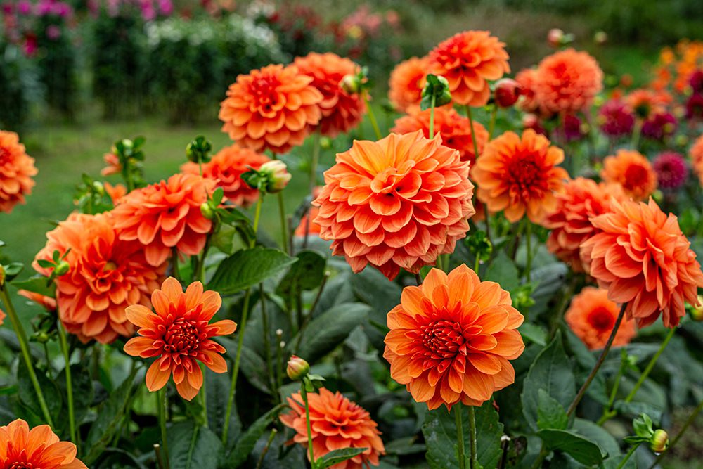 O que as Flores Comunicam? - Trapp Clube da Jardinagem