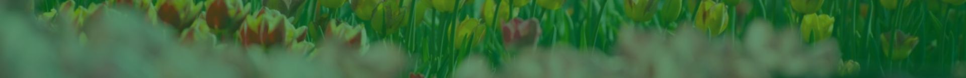 O Poder das Plantas – Homeopatia