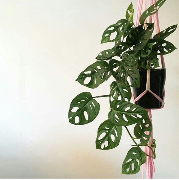 Resultado de imagem para MONSTERA OBLÍQUA