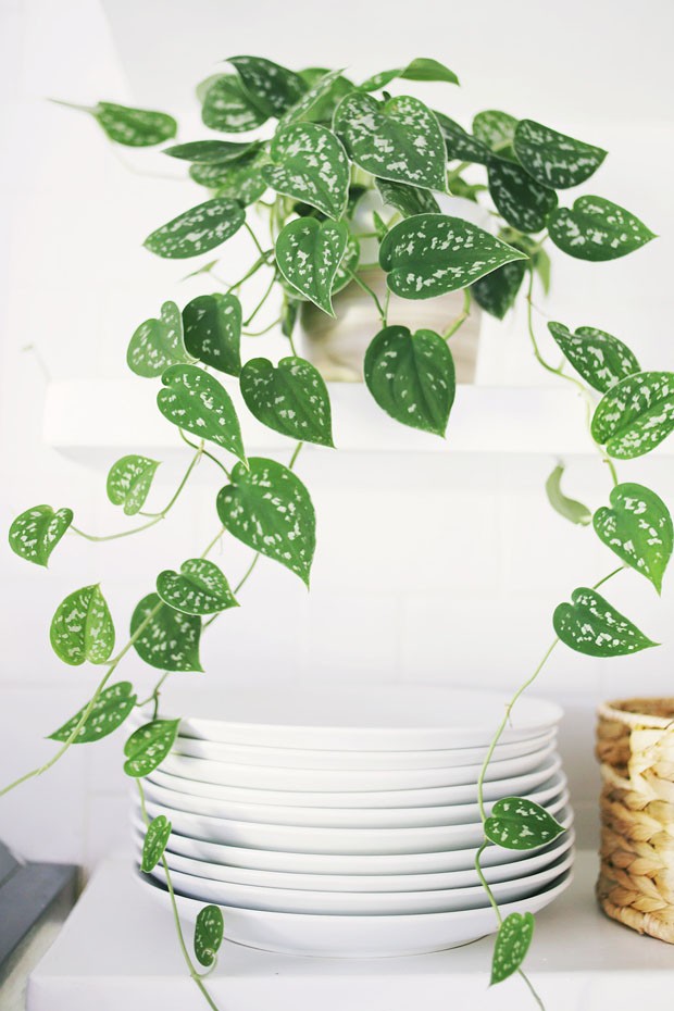 Resultado de imagem para ivy planta